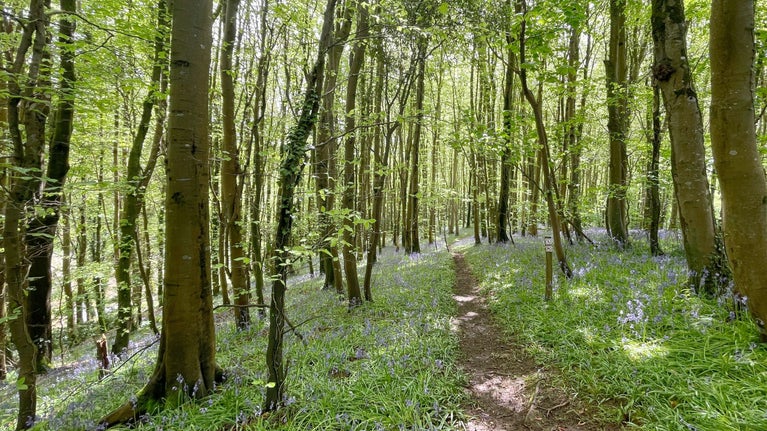 Bluebells under the trees , Castle Dock Woods, Stackpole, Pembrokeshire.
